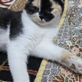 шотландский котята