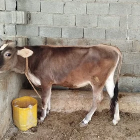 Tuwe iki sany