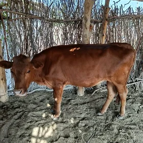gulajyn gole