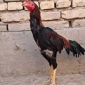 Paroda horaz