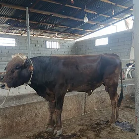 arassa meydan okuz