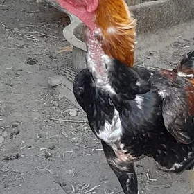 baysow horaz