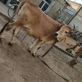 bakylan sygyr