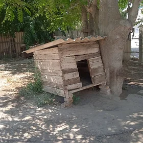 Ýatak, ketek