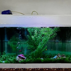 akwaryum 80Lt