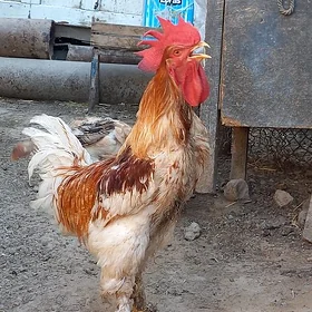 Welikan balgar brama tohumlar