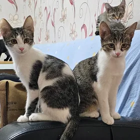 котята