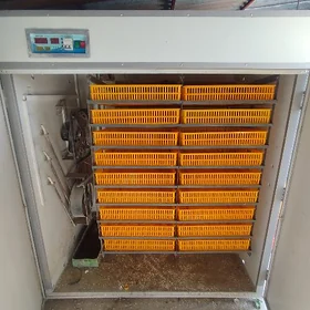 inkubator