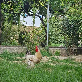 Balgar Horaz