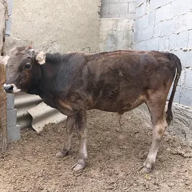 öküz