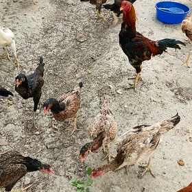 Taşkent towuklar.