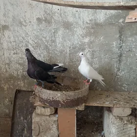 kepderi 👍