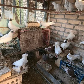 kepderi