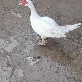 ordek