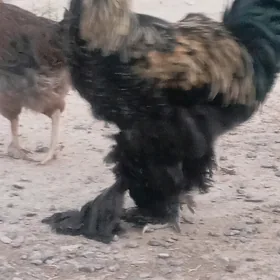 brama mramyr juje