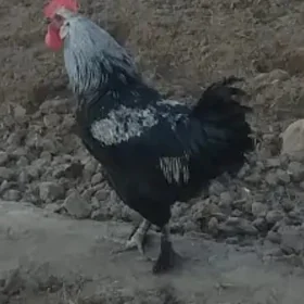 Horaz