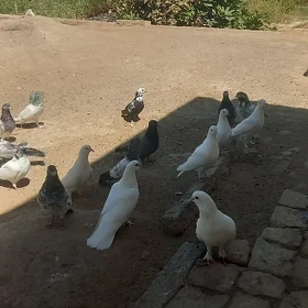 kepderi