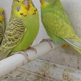 ЧЕХ
