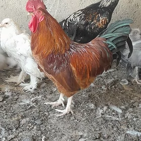 baýes Türkmen horoz