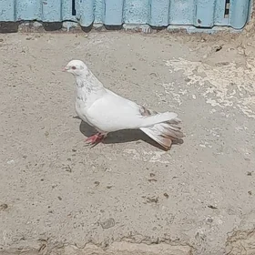 kepderi