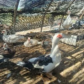 Indautka horaz
