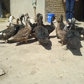 ördek 🦆