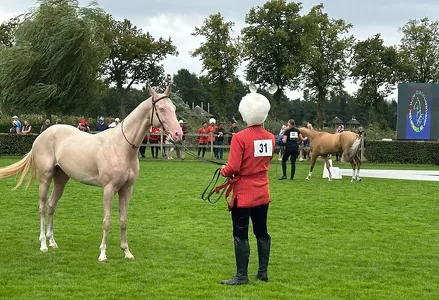 В Северной Америке впервые провели перепись ахалтекинских лошадей