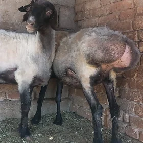 Goÿun Semiz