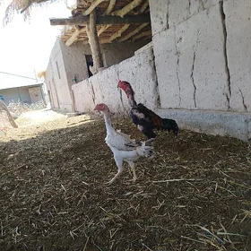 paroda ak towyk