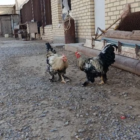 Paroda Horozlar