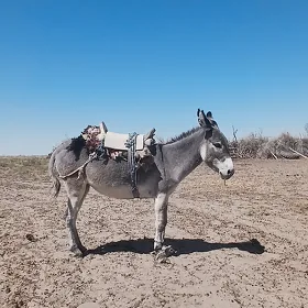 URKAÇİ.EŞEK..