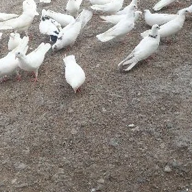 kepderi .