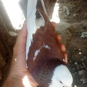 kepderi