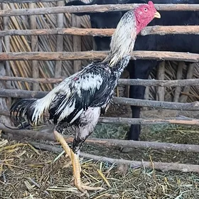baysow