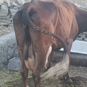 sygyr