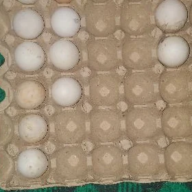 Ördek gak gak  Yumurtga