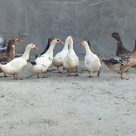 wakwak