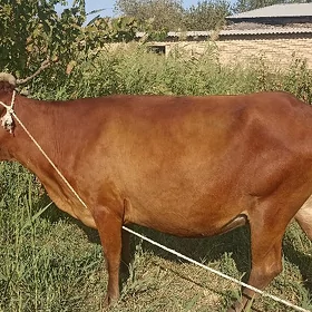 Gysyr sygyr