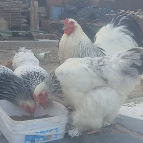 Brama çil org yumurtga