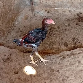paroda juyje