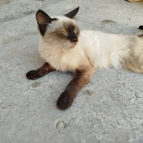 Pişik