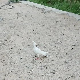 Kepderi