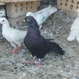 kepderi