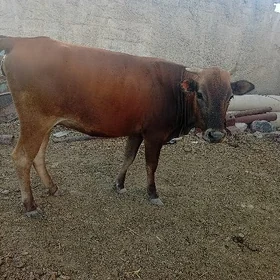 Bogaz sygyr