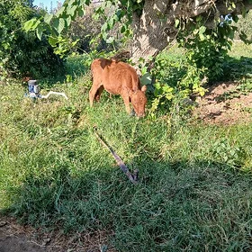 gole ökùzçe