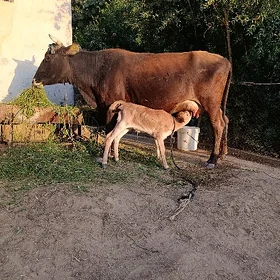 Goleli Sygyr