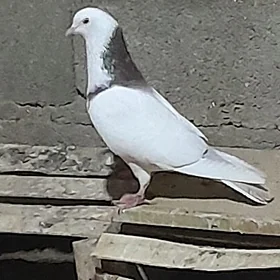 Kepderi