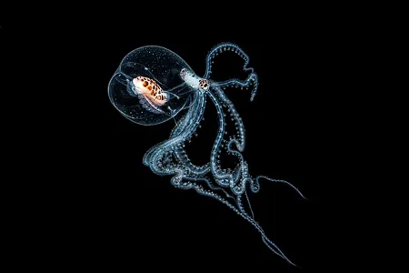 Дракон, клоун и призрак: что увидели под водой участники конкурса Australasia?