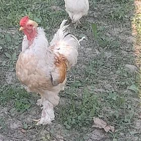 BRAMA