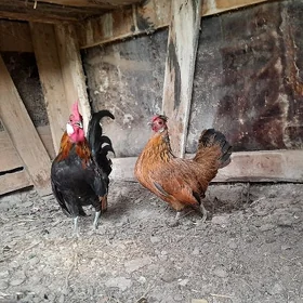 Karlik Serama Horaz